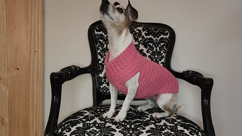 Crochet HDC Dog Sweater 4