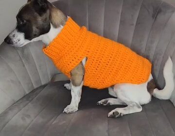 Crochet Ledger Dog Sweater 4